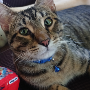 Lost 2 Purrcy (Wisconsin)