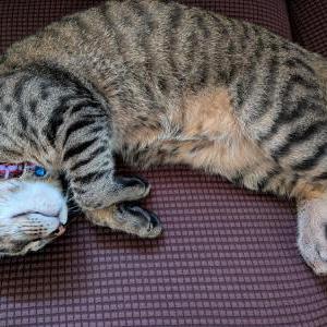 2nd Image of Purrcy, Lost Cat