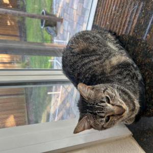 Image of Minnie, Lost Cat