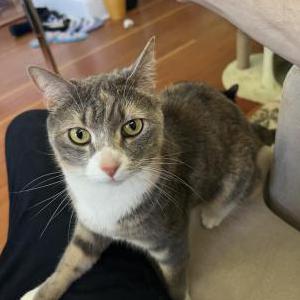 Image of Stella, Lost Cat