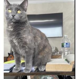 Lost Cat Lala