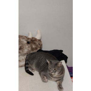 Image of Arlo, Lost Cat