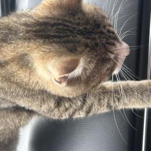 Image of Silver, Lost Cat