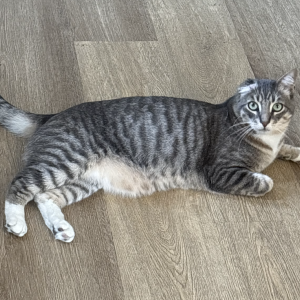 Lost Cat Rogelio
