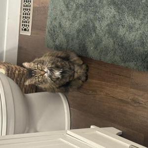 Image of Mojo, Lost Cat