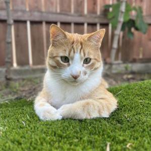 Image of Milo, Lost Cat