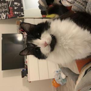 Image of Dobby, Lost Cat