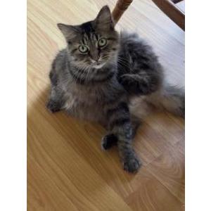 Image of Acacia, Lost Cat