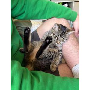 Image of Millie, Lost Cat