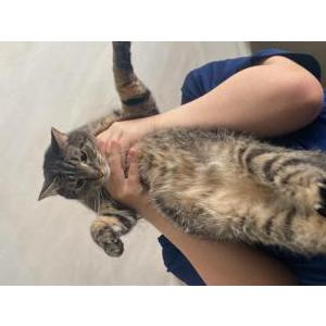 Image of Skippyjon jones, Lost Cat