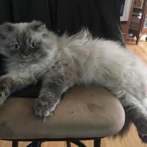 Image of Yeti, Lost Cat