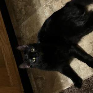 Image of Gastly, Lost Cat
