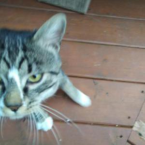 Image of unknown, Found Cat
