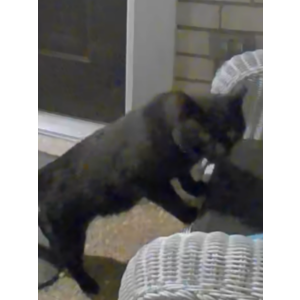 Found Cat Black kitty