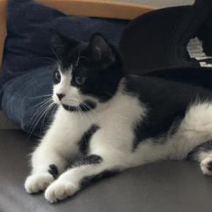 Image of Oreo, Lost Cat