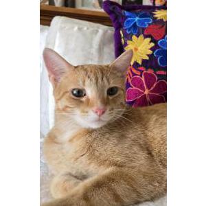Lost Cat MAX