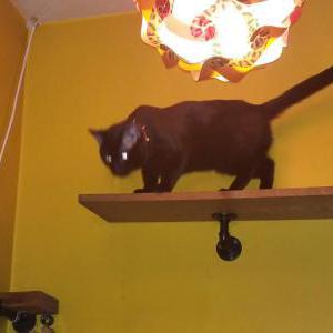 Image of Gigi, Lost Cat
