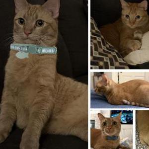 Image of Biscuit “Bisky”, Lost Cat