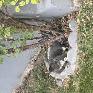 Found Cat Unknown
