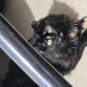 Image of Floof, Lost Cat