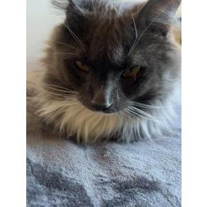 Image of Yoshi, Lost Cat
