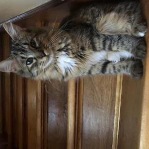 Image of Nimbus, Lost Cat