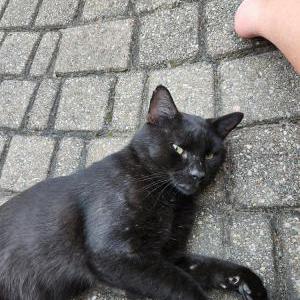 Image of Unknown black make, Found Cat