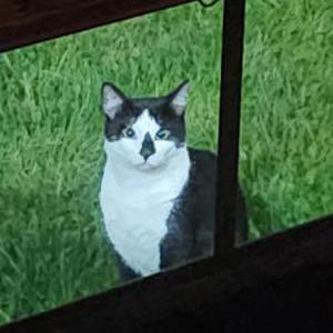 Image of Unknown black a male, Found Cat