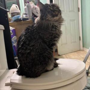 Lost Cat Jerry