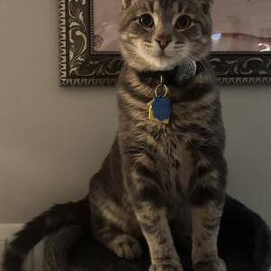 Lost Cat Ash