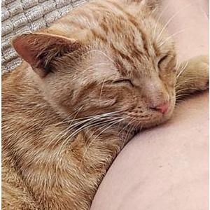 Image of Muncy, Lost Cat