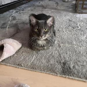 Image of Binni, Lost Cat