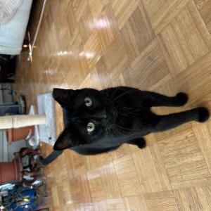 Lost Cat Kitaki