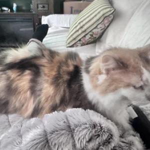 Image of Misha, Lost Cat