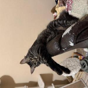 Image of Binx, Lost Cat
