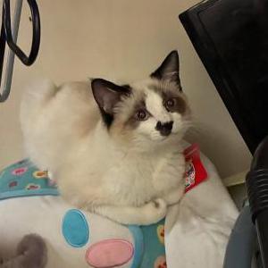 Image of Mister Mister, Lost Cat
