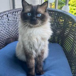 Image of Nola, Lost Cat