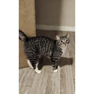Image of Gracie, Lost Cat