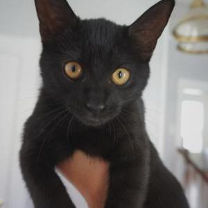 Image of Binx, Lost Cat