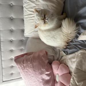 Image of Niko, Lost Cat