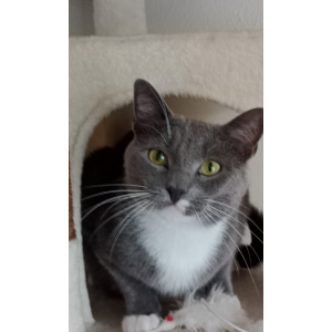 Image of Colin, Lost Cat
