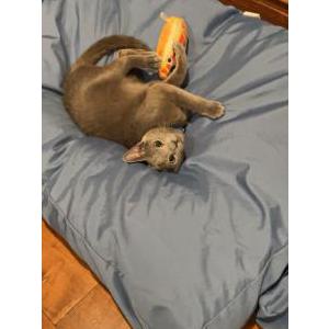 Image of Ash, Lost Cat