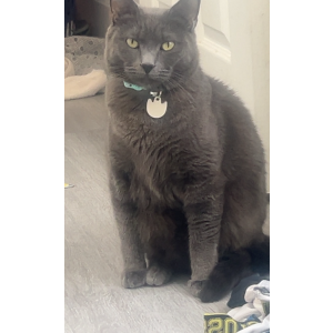 Lost Cat ASH