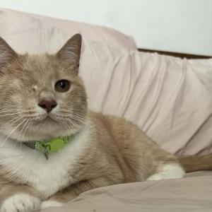 Image of Jalopie, Lost Cat