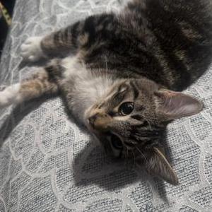 Image of Diggy, Lost Cat