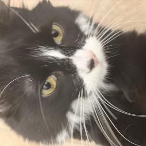 Image of Barbie, Lost Cat