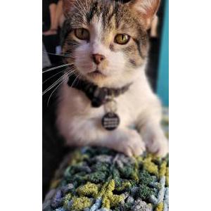 Image of Monroe (Mo), Lost Cat