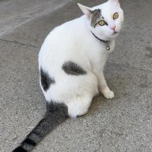 Image of Michi, Lost Cat