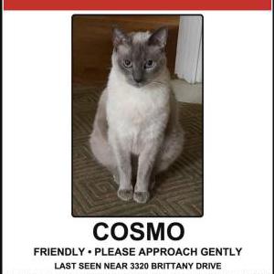 Image of Cosmo, Lost Cat