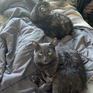 Image of Winston, Lost Cat